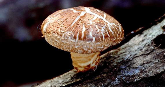 Virus e malattie virali